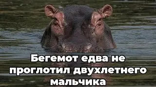 Бегемот едва не проглотил двухлетнего мальчика