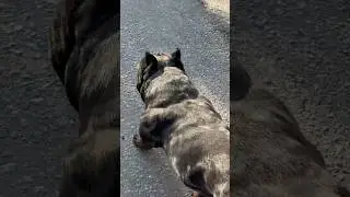 Отец Сет🔥Есть щенки🤗89858905267 #щенки #puppy #americanbully #буллипокет #буллищенки #щенкибулли