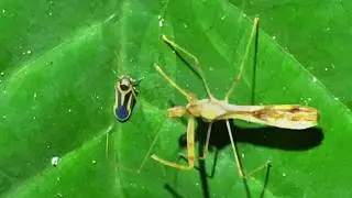 Cool Bugs of the Jungle 2