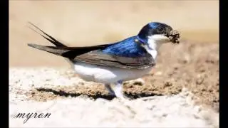 Το τραγούδι του χελιδονιού The swallow's song  - (cover)