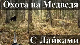 ОХОТА НА МЕДВЕДЯ С ЛАЙКАМИ. Как медведь гоняет собак. Потеряли Рэкса.
