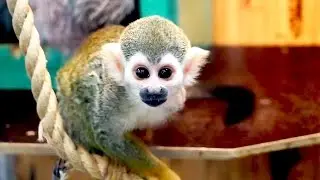 Карликовая обезьянка Саймири играет с нами