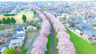 Japan - Aerial Shot - Sakura - Nara City