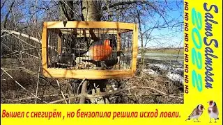 I went out with a bullfinch, but the chainsaw decided the outcome of the catch.