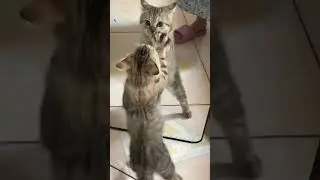 Hilarious Cats that Will Make You Laugh! 😹😹😹