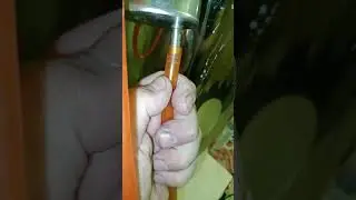 первая перегонка браги сахорный