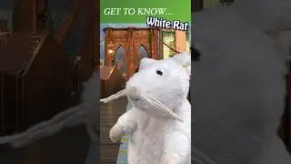 Get To Know: White Rat!