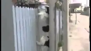Приколы ! Собака по забору залезака