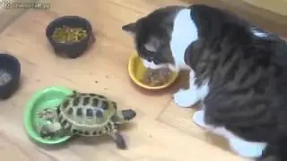 Приколы с животными. Приколы с котами. Черепаха разогнала кошек