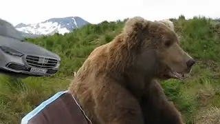 Bear gets hit by a car (it left him broken)