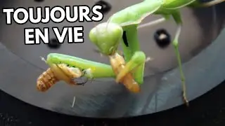 ATTAQUE MANTE RELIGIEUSE SUR DES INSECTES
