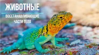 Животные, которые восстанавливают части тела