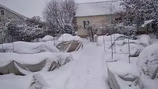 Правильно готовим розы к открытию. Вопросы-ответы.