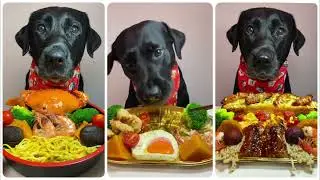 Paws-itively Delicious ASMR: Hear Our DogsMunch!| The Petting Zoo | Episodeno.30