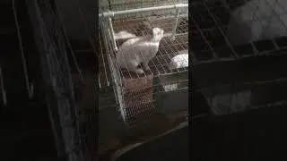 La ce vârstă poți să montezi o iepuroaica prima dată la mascul.