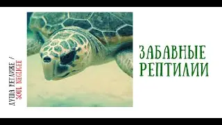 ...что они делают?