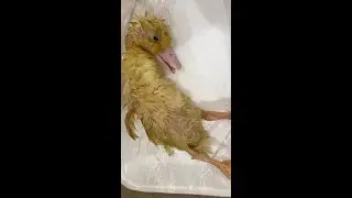ZOMBIE DUCK Comes Back From The DEAD 