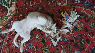 Bead the Angry Chihuahua Playing With Pigtail