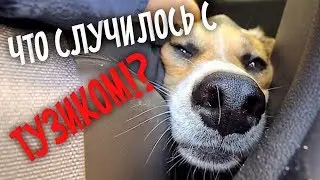 Tuzik was poisoned!? I'm giving the mongrel injections.