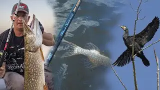 Ловлю щуку, а бакланы сушат перья