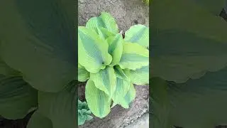 Goodness Gracious (Гуднес Грациос)