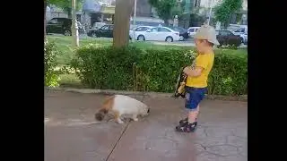 a little boy feeding a cat