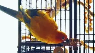 Smart Parrot Unlocks Cage Again