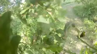 iFlight Titan DC5 - Tree crash - DJI Air Unit DVR