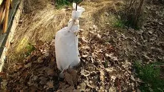 Укрываю хурму на зиму