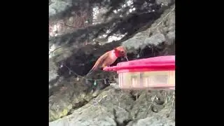 Rufous Hummingbird Slo-mo