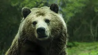 El oso gris mexicano dejo de existir
