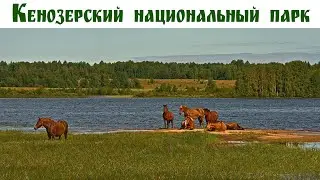 Деревня Морщихинская - центр Каргопольского сектора Кенозерья - Русский Север, день 6-ой (вечер)