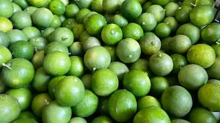 Cosechando limón 🌳