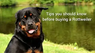 Watch this video before you buy a Rottweiler breed