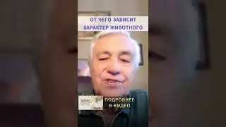 ХАРАКТЕР ЖИВОТНЫХ? Что сделать, чтобы собака и кошка подружились