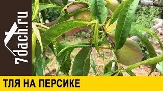 🍑 Тля на персике: чем опрыскать и сколько раз - 7 дач
