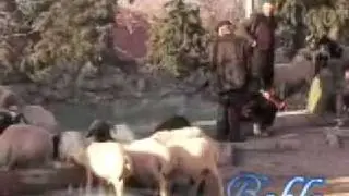 Baklan Kurban Bayramı-1