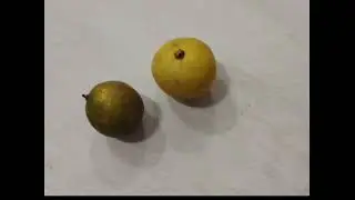 Animasi Stopmotion (Nipis Madu)