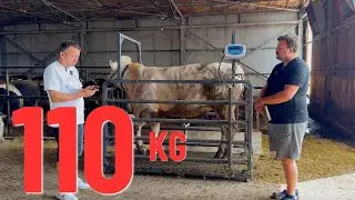 HOLSTEİN MELEZİ 110 KG ALMIŞ