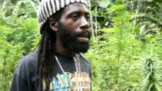 Plantacion de marihuana en Jamaica
