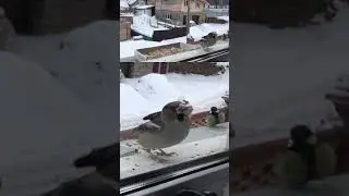 Птица стучит в окно к вестям или просто прилетела поздороваться? The bird flew in to say hello.