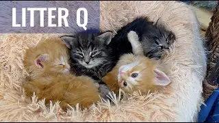 SKOGBERG CATTERY | NORWEGIAN FOREST CATS. Time to wake up! Litter Q