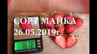Клубника Майка