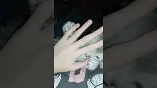 шотландская вислоухая. 1.5 месяца