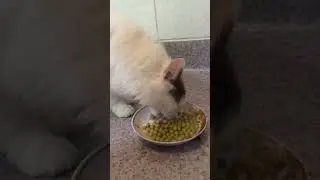 Кот Тяпа ест зелёный горошек