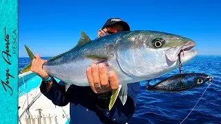 Pesca al TROLEO y SPINNING de JUREL YELLOWTAIL
