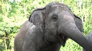 4k Happy Thai Elephant Swaying And Eating Stock Video   Download Video Clip Now   iStock