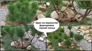 Один из вариантов формировки горной сосны.