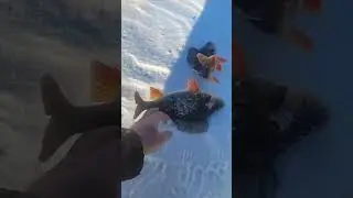 рыбалка удалась крупный окунь рвёт леску😁 на  таёжные озёрах !
