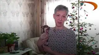 В Бийске щенка выбросили на помойку, но случайный прохожий спас его и подарил веру в людей
